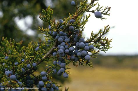 Mystic Shores Flora Blog: Ashe Juniper - The Good and the Bad