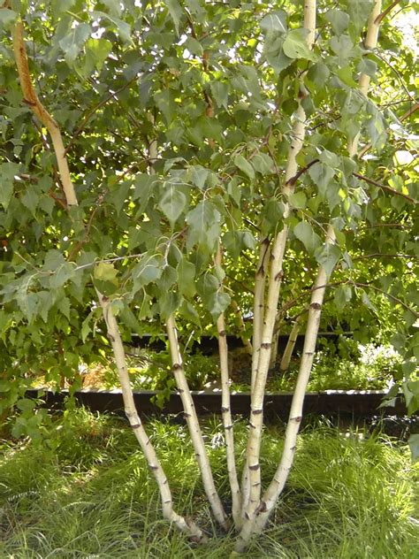 Gray Birch - Betula populifolia - Long Island Natives