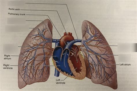 Pulmonary Circuit Diagram | Quizlet