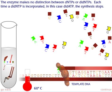 Dna Sequencing Cartoon