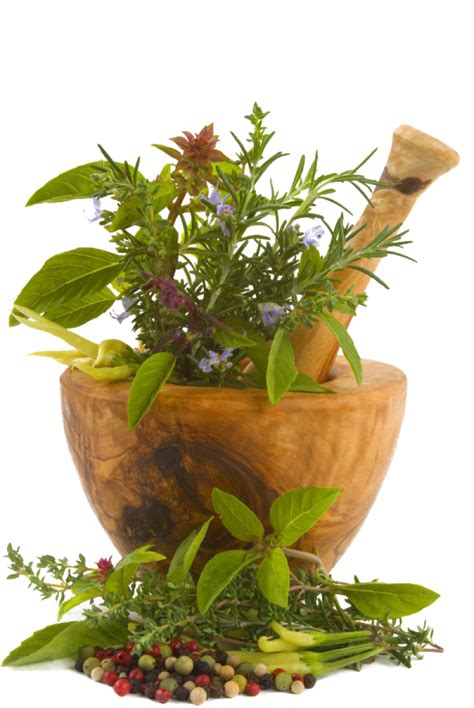 Chinese Herbs PNG Image - PurePNG | Free transparent CC0 PNG Image Library