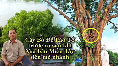 Vua Khỉ Miền Tây hoàn thành cưa nhánh cây Bồ Đề Lão Tổ - YouTube