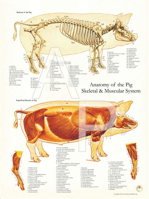 Pig Muscle and Skeletal Poster - Clinical Charts and Supplies