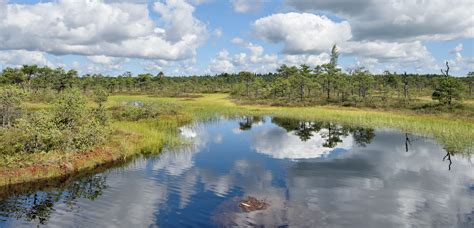 Why We Love Estonia – Friends of Estonia