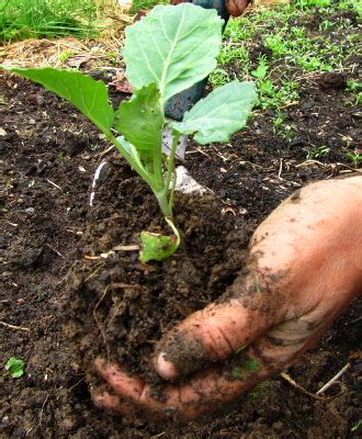 Rainy day transplanting