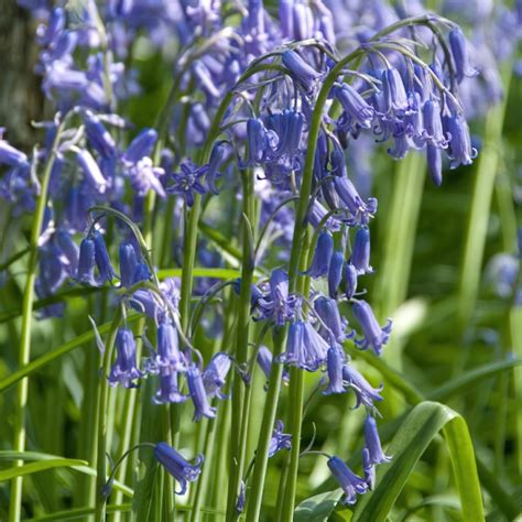 Native English Bluebell Bulbs | Buy Online | Boston Bulbs