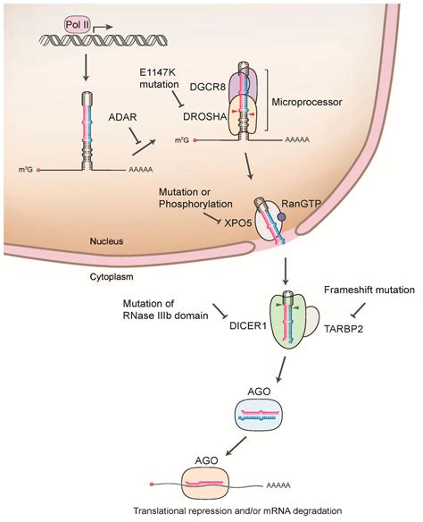 IJMS | Free Full-Text | Regulatory Mechanism of MicroRNA Expression in ...