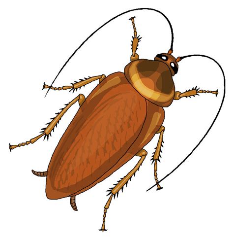 Cockroach Clipart by MisterBug on DeviantArt