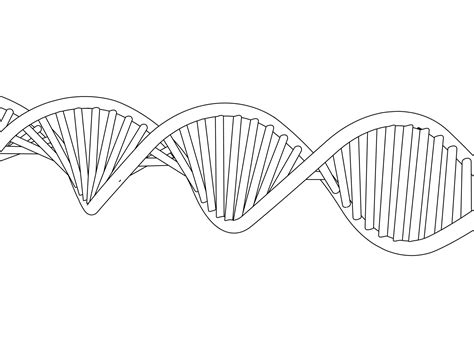 Dna Helix Drawing at PaintingValley.com | Explore collection of Dna Helix Drawing