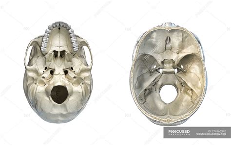 Human skull transversal cross-section and bottom view on white ...