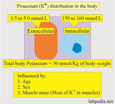 Urine Potassium (K+) 24-Hour or Random sample - Labpedia.net