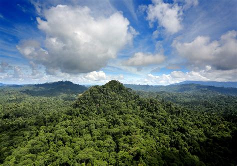 Malaysia’s forest cover could drop below 50% in the future - Citizens ...