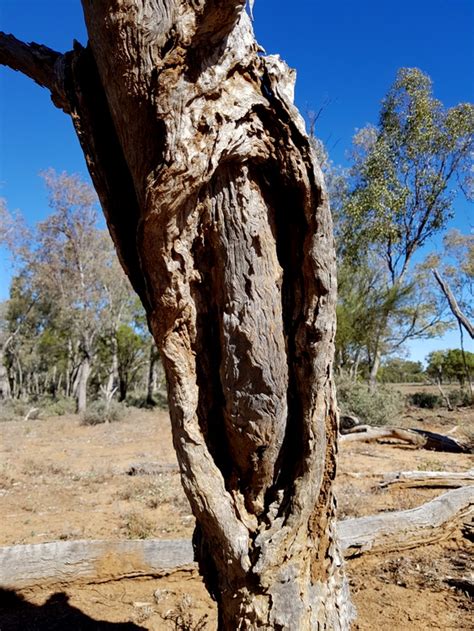 Scar Trees | coolamon