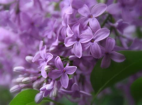 Purple Lilac | State Symbols USA