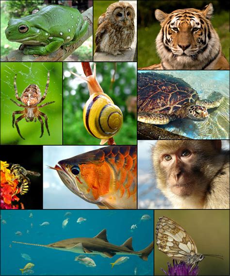 Biodiversity