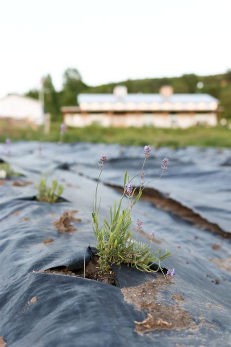 The Beginnings of our Lavender Farm - Tidbits