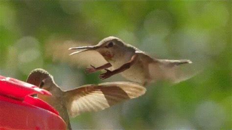 Hummingbird Gifs