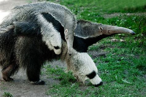 Giant Anteater - Animal Facts for Kids - Characteristics & Pictures