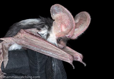 Searching for a Spotted Bat: Northern Arizona - Mammal Watching