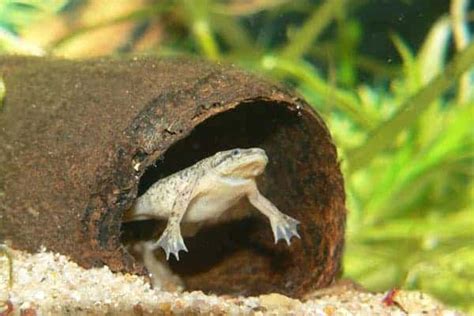 African Dwarf Frogs – Detailed Guide: Care, Diet, and Breeding - Shrimp ...