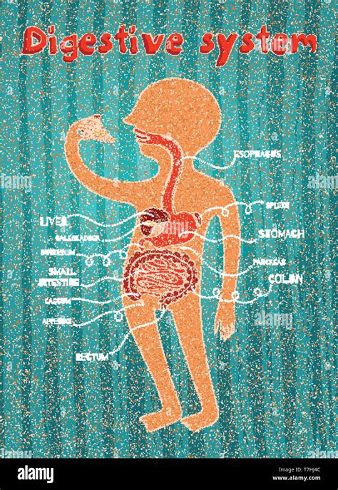 Human digestive system for kids. Vector color cartoon illustration ...