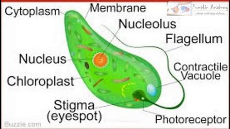 Euglena - Flagellar movement - IGCSE/SCERT/NCERT/CBSE syllabuses - YouTube