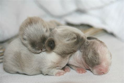 How to Bottle Feed Orphaned Baby Rabbits with Formula Recipe - Jaimie Listens