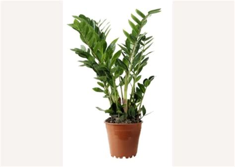 20 Best IKEA Indoor Plants | OBLIQUE NEW YORK