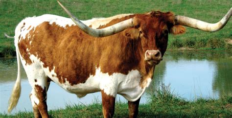 🔥 [50+] Longhorn Cattle Wallpapers | WallpaperSafari