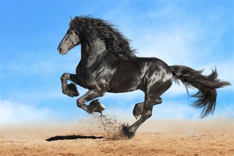 15 Most Beautiful Horse Breeds in the World (With Pictures) | Pet Keen