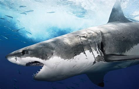 animals, Fish, Sea, Shark Wallpapers HD / Desktop and Mobile Backgrounds