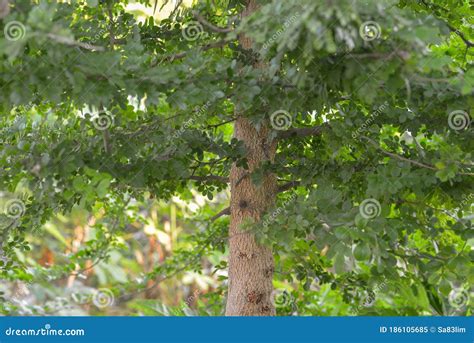 Limonia Acidissima Or Wood-apple Tree Royalty-Free Stock Photo | CartoonDealer.com #104239743