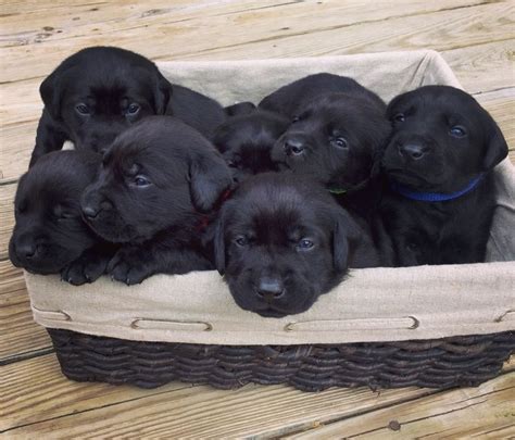 Black Labrador Puppies 2 Months