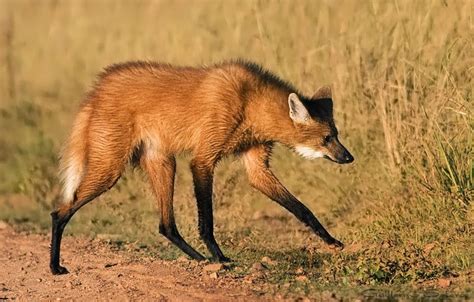 El curioso lobo de crin | Naturaleza