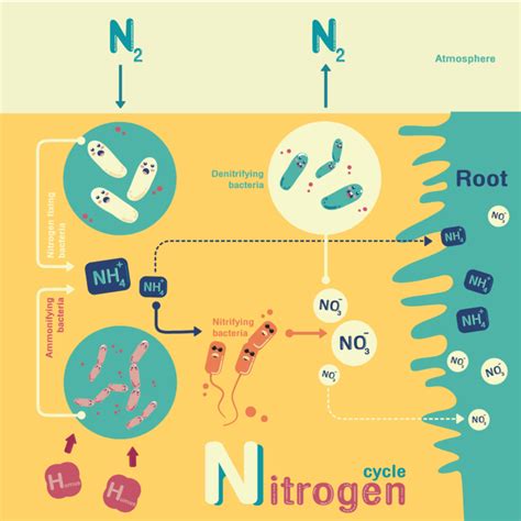 Nitrification-Denitrification Bacteria - Dynamix Agitators - Dynamix Inc