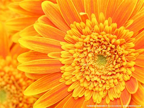 Flowers Wallpapers: Orange Flowers Wallpapers