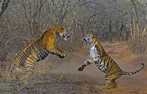 Royal Bengal Tiger - Facts, Habitat and Information in Nepal