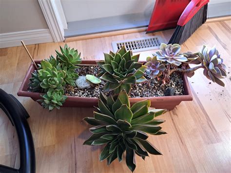 My outdoor succulent planter did so well this summer! : r/succulents