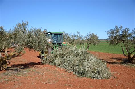 Pruning olive trees: “Without too much wood, the olives will be better and more”