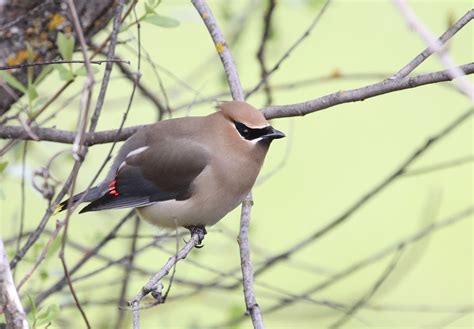 Birds of Lake County | Redbud Audubon Society