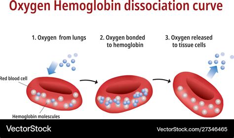 Oxygen hemoglobin dissociation curve Royalty Free Vector