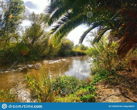 Santa Ana River Near the Anaheim Wetlands Stock Photo - Image of highlighting, foliage: 134753144