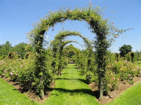 7 Best Trellis For Jasmine 2021 Reviewed - FarmTilling