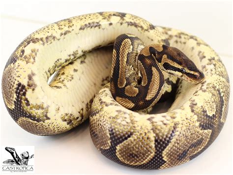 Yellow Belly - Morph List - World of Ball Pythons