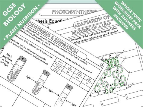 GCSE Biology: Complete Worksheet Pack on the Plant Nutrition (photosynthesis) Topic | Teaching ...