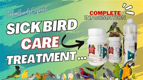 Birds Diseases And Treatment Medicine for Birds | Sick Birds ...