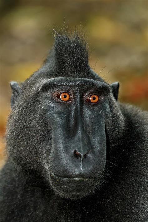 Celebes crested macaque, Sulawesi, Indonesia wildlife Photograph by ...