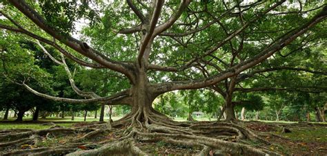 Royal Botanical Gardens of Peradeniya, near Kandy