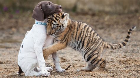 Baby Bengal Tiger Becomes Best Friends With a Playful Puppy, At Least For Now