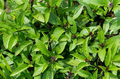 How to Plant and Grow Thai Basil | Gardener’s Path